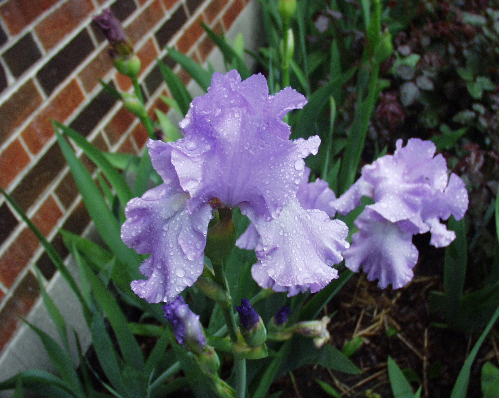 PlantFiles Pictures: Tall Bearded Iris 'Lace Artistry' (<i>Iris</i>) by  MikenMyrtle